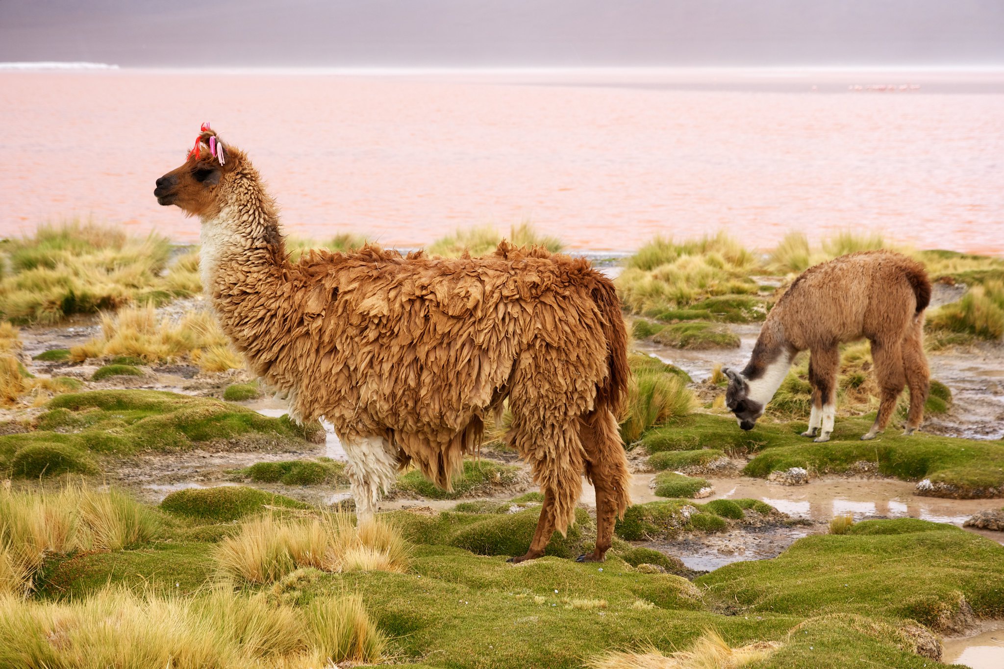 Обои чили, лама, млекопитающее, chile, lama, mammal разрешение 2048x1365 Загрузить