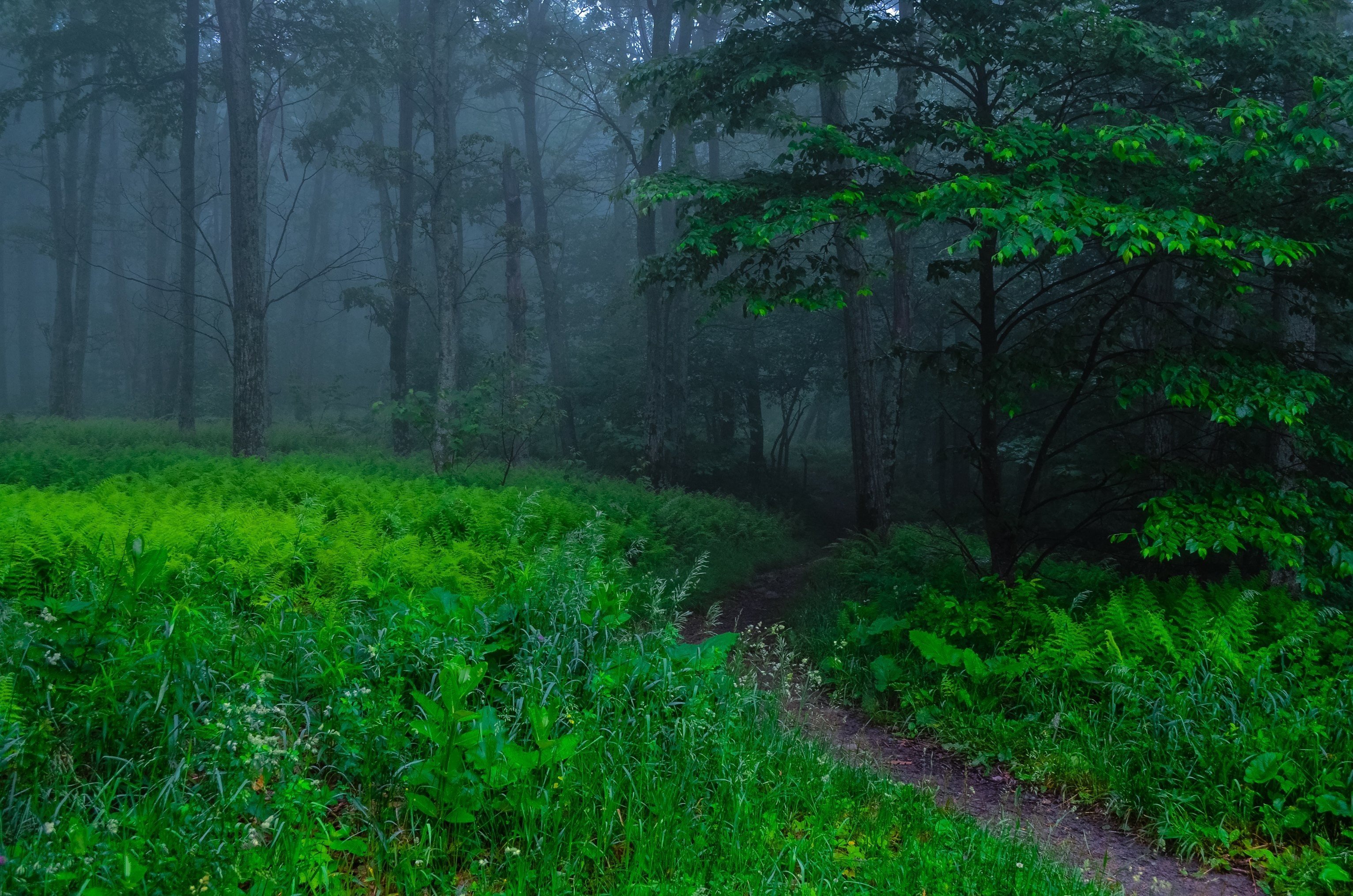 Обои деревья, лес, туман, тропа, trees, forest, fog, trail разрешение 3064x2029 Загрузить