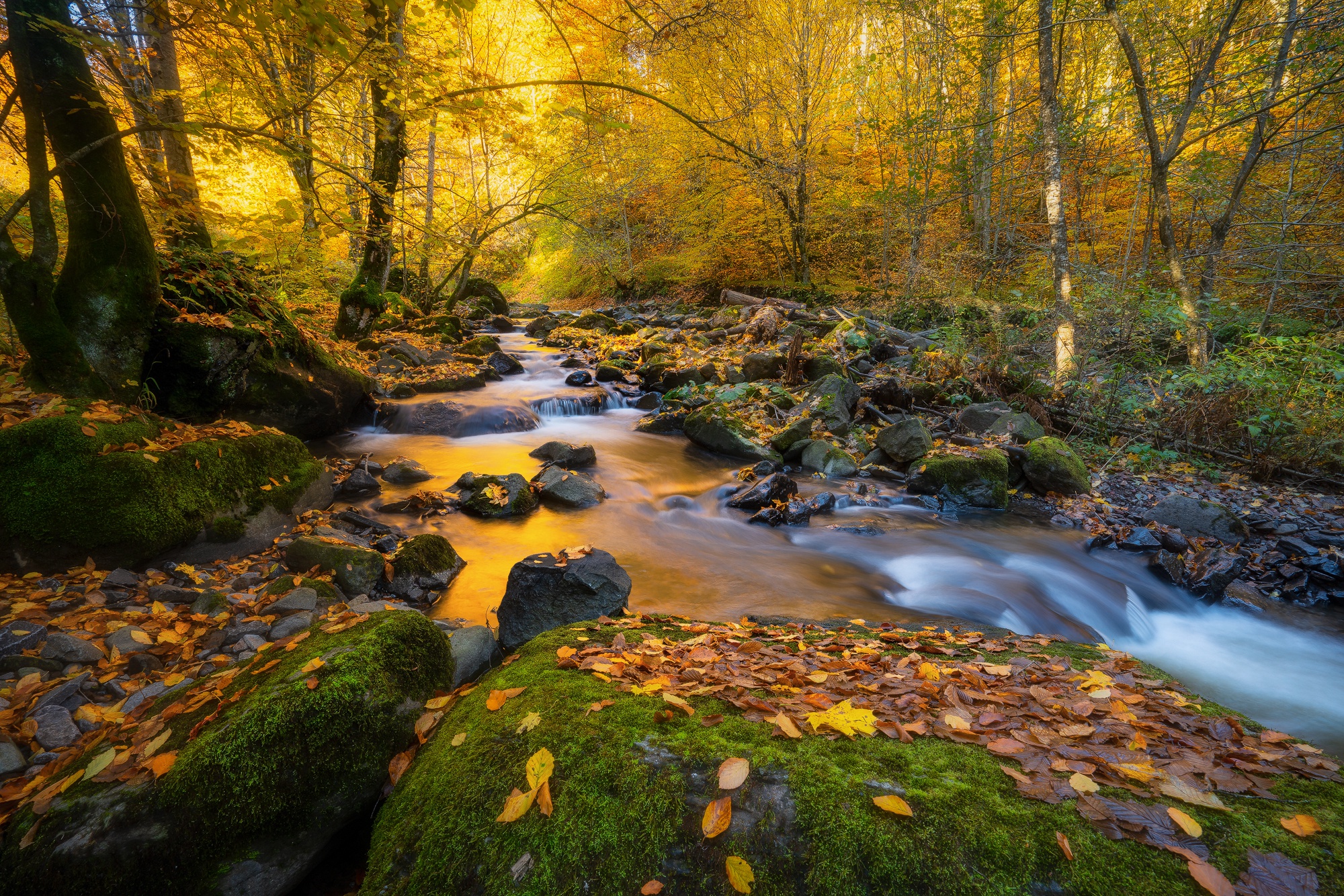 Обои деревья, природа, камни, лес, листья, пейзаж, ручей, осень, trees, nature, stones, forest, leaves, landscape, stream, autumn разрешение 2000x1334 Загрузить