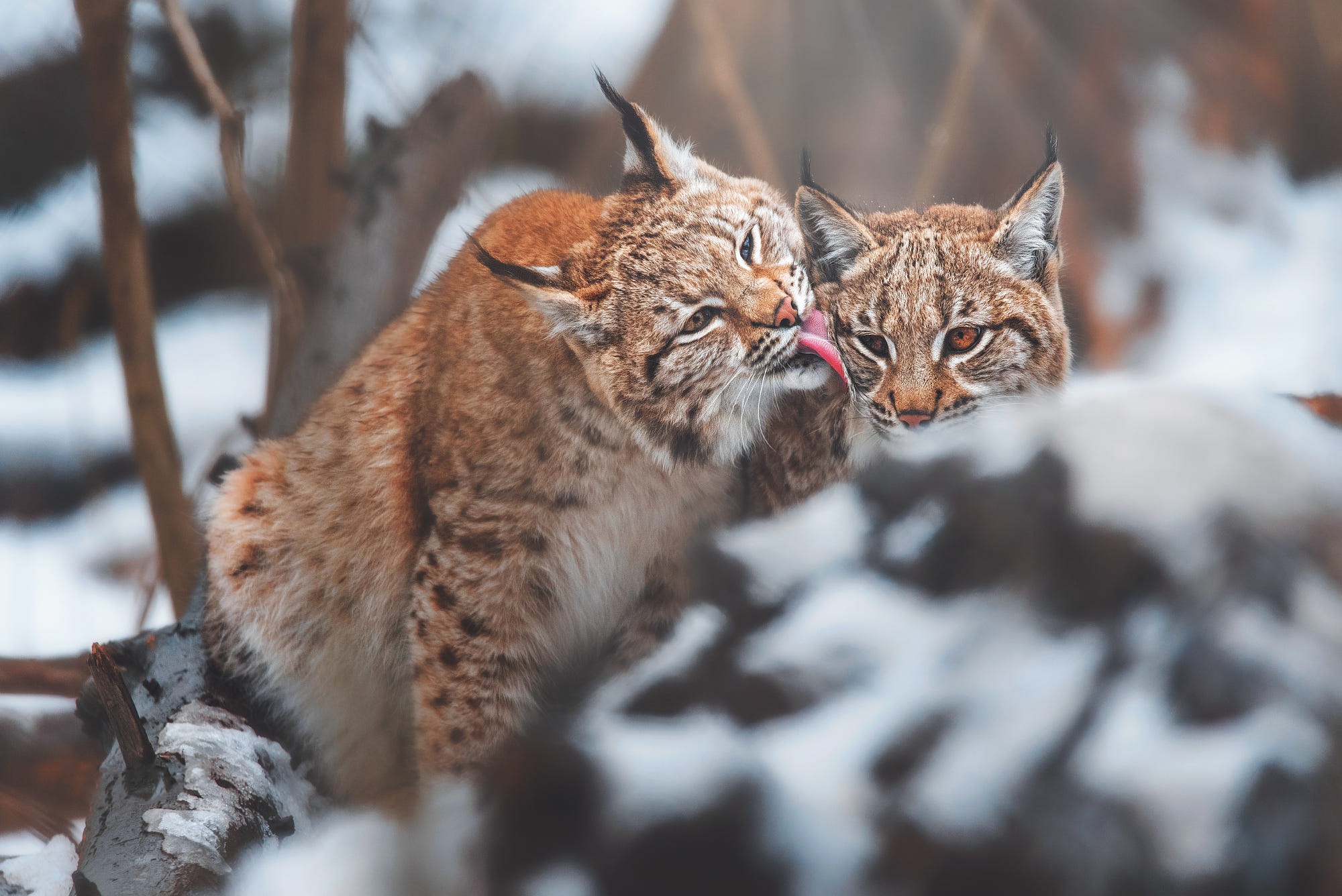 Обои снег, зима, рысь, камень, язык, морды, рыси, рысёнок, snow, winter, lynx, stone, language, muzzle, a small lynx разрешение 2000x1336 Загрузить