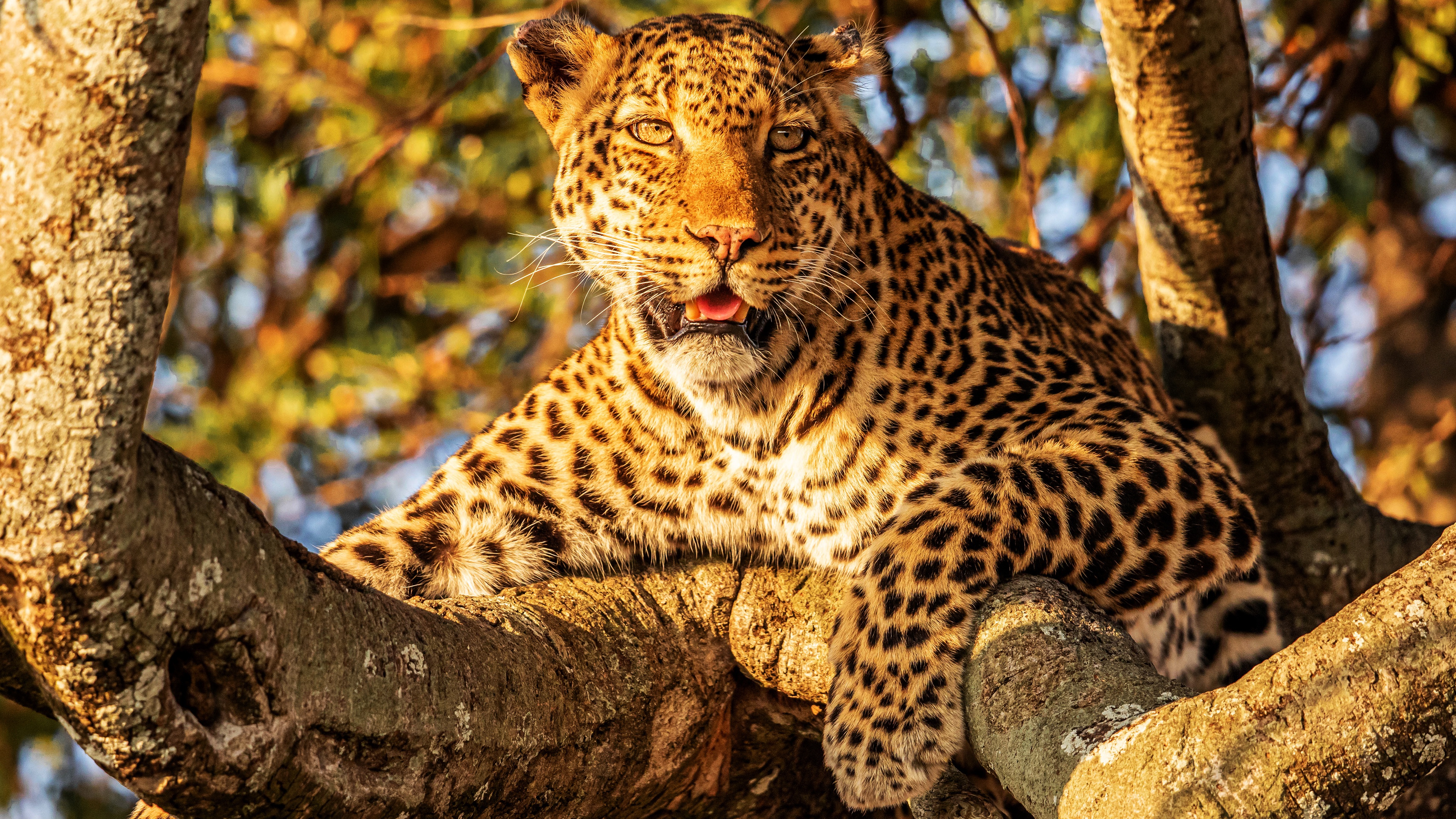 Обои дерево, взгляд, леопард, боке, tree, look, leopard, bokeh разрешение 3840x2160 Загрузить