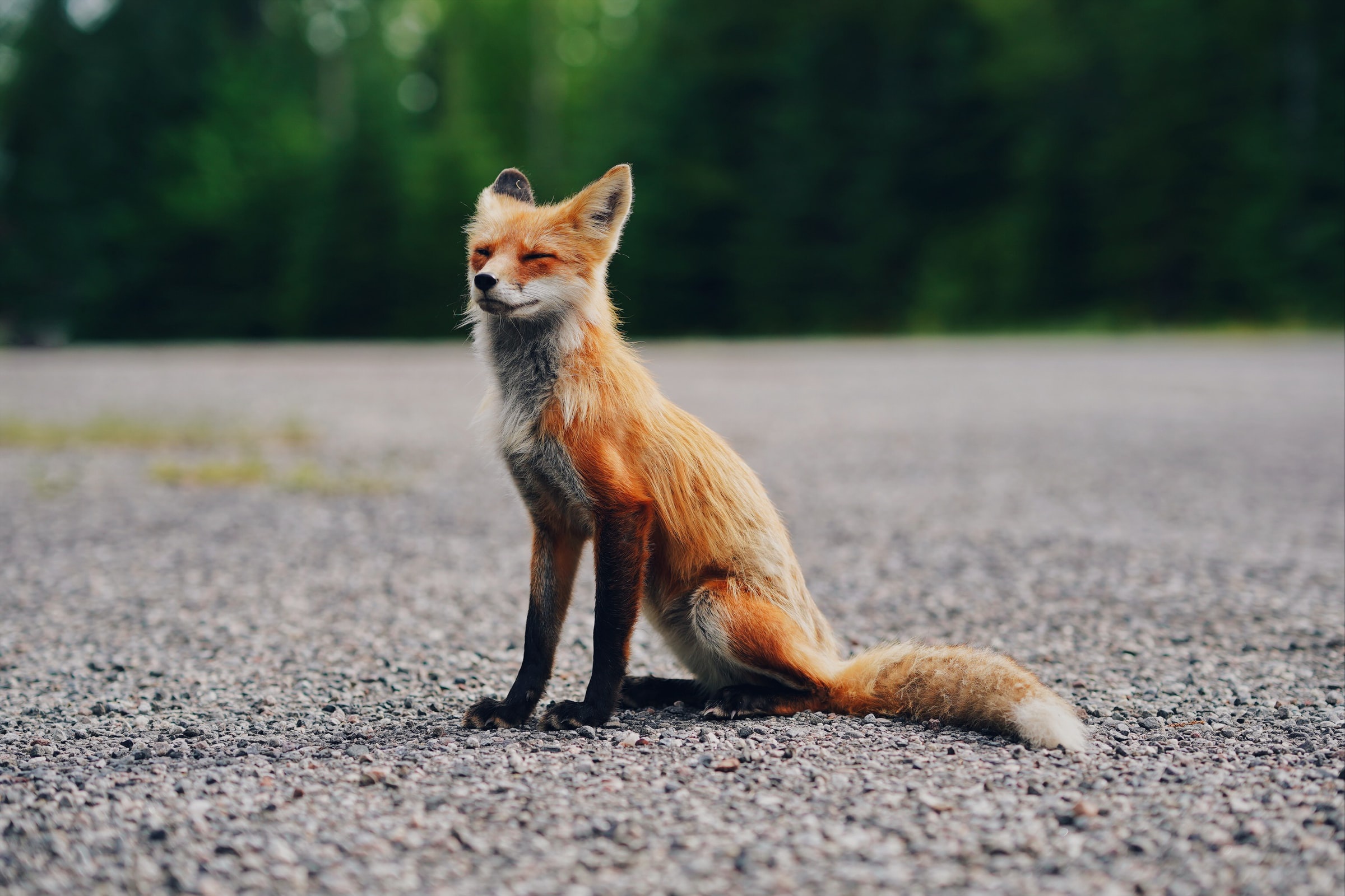 Обои лиса, сидит, асфальт, fox, sitting, asphalt разрешение 2400x1600 Загрузить