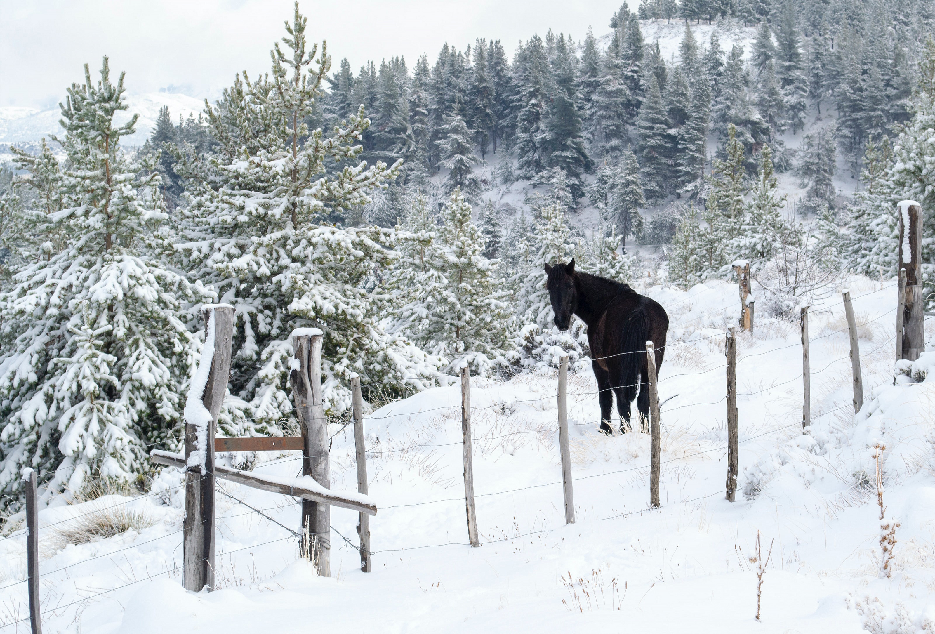 Обои лошадь, снег, природа, лес, зима, забор, ограждение, ели, конь, horse, snow, nature, forest, winter, the fence, ate разрешение 3202x2171 Загрузить