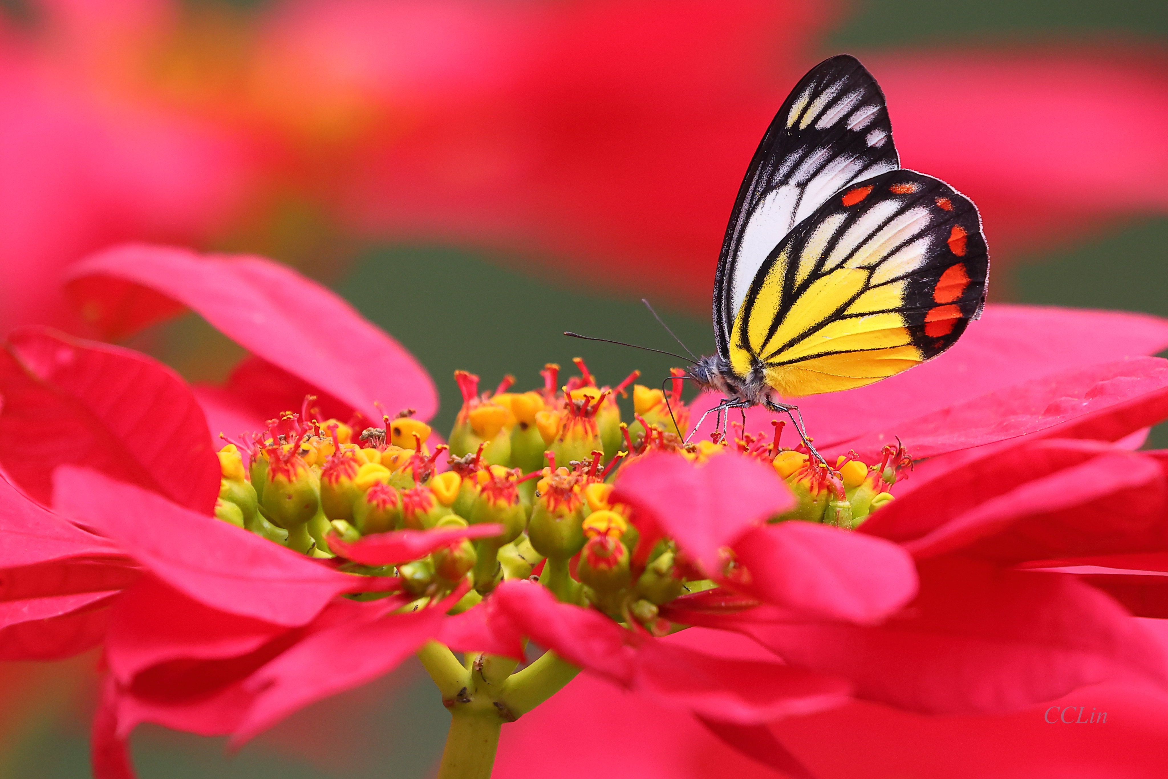 Обои макро, цветок, бабочка, macro, flower, butterfly разрешение 4096x2731 Загрузить
