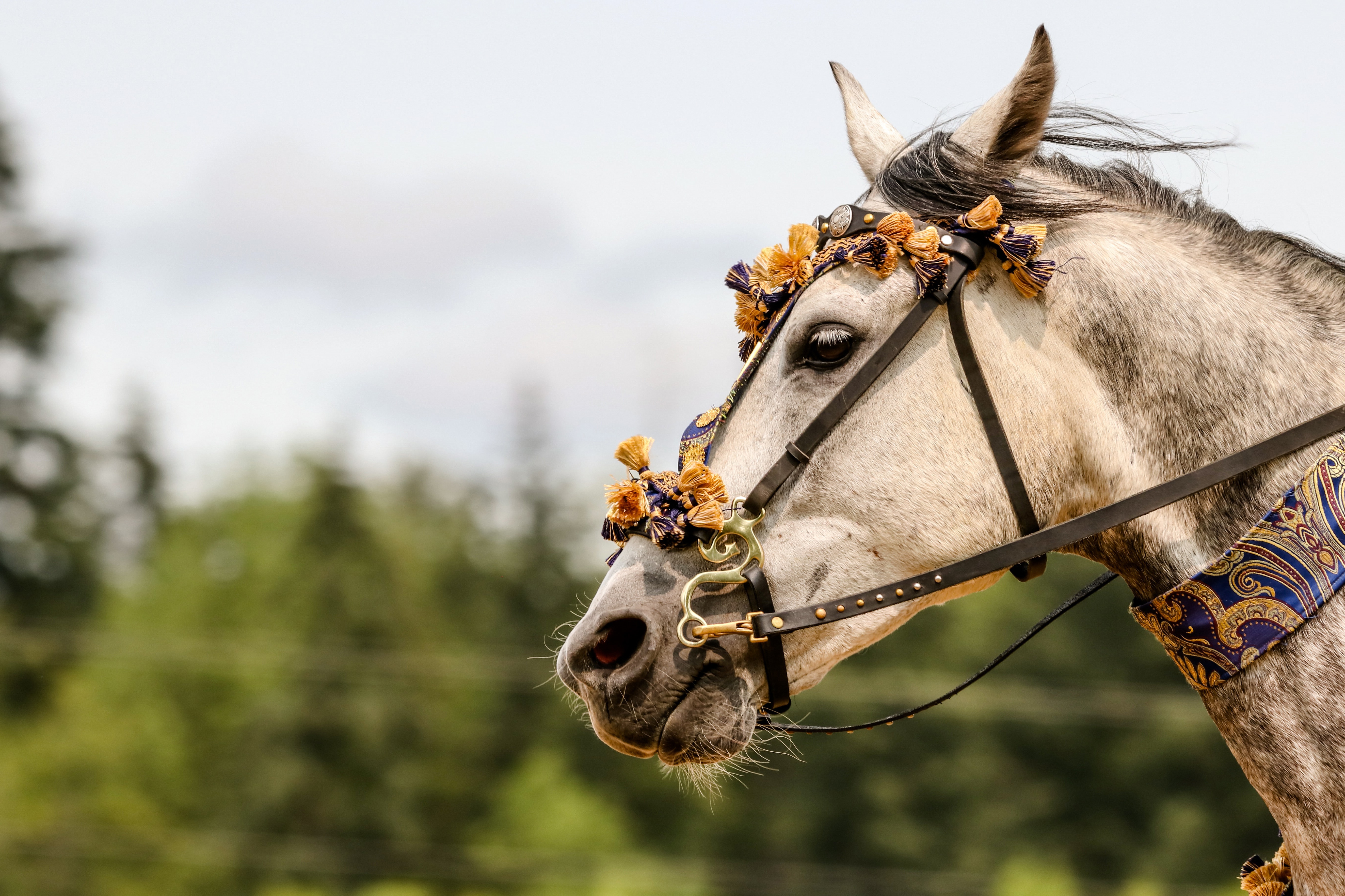 Обои морда, лошадь, портрет, взгляд, конь, украшение, сбруя, face, horse, portrait, look, decoration, harness разрешение 5464x3643 Загрузить