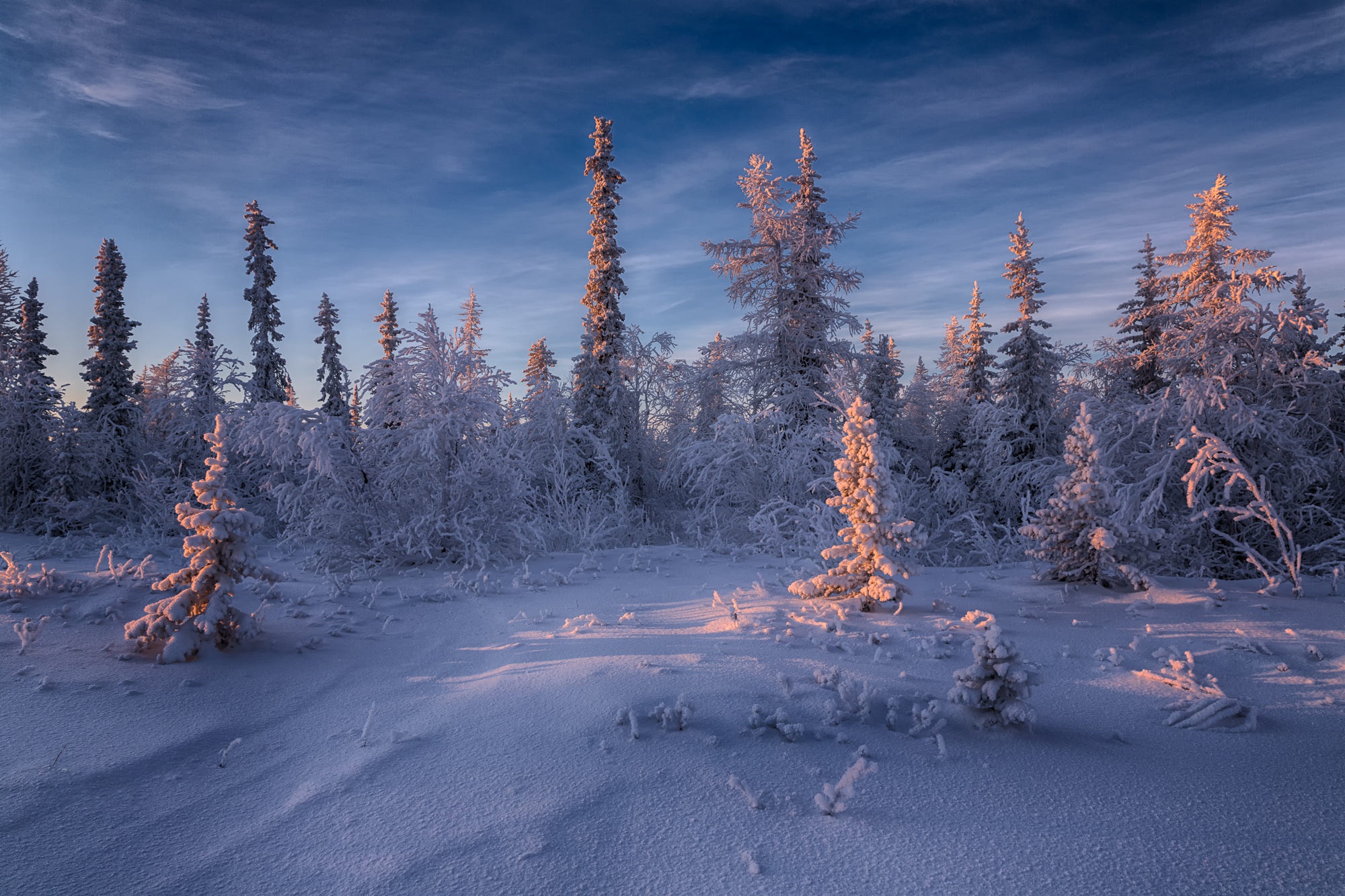 Обои небо, ели, свет, деревья, снег, природа, лес, зима, пейзаж, the sky, ate, light, trees, snow, nature, forest, winter, landscape разрешение 2000x1333 Загрузить