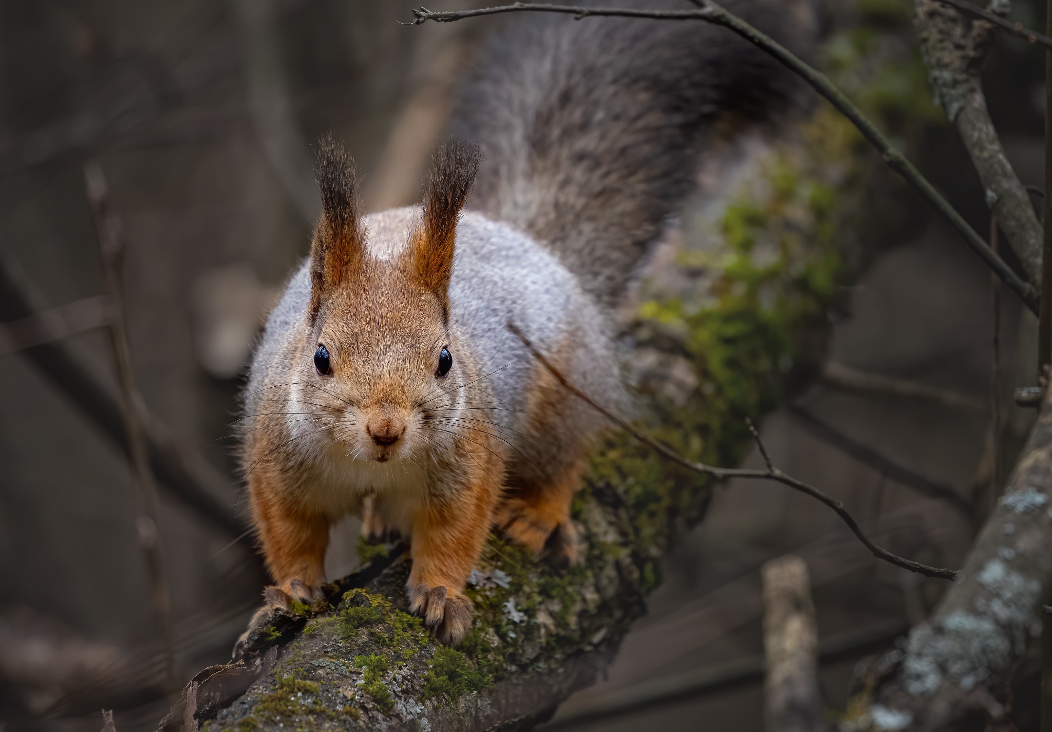 Обои природа, дерево, ветки, животное, белка, зверек, грызун, nature, tree, branches, animal, protein, rodent разрешение 2048x1425 Загрузить