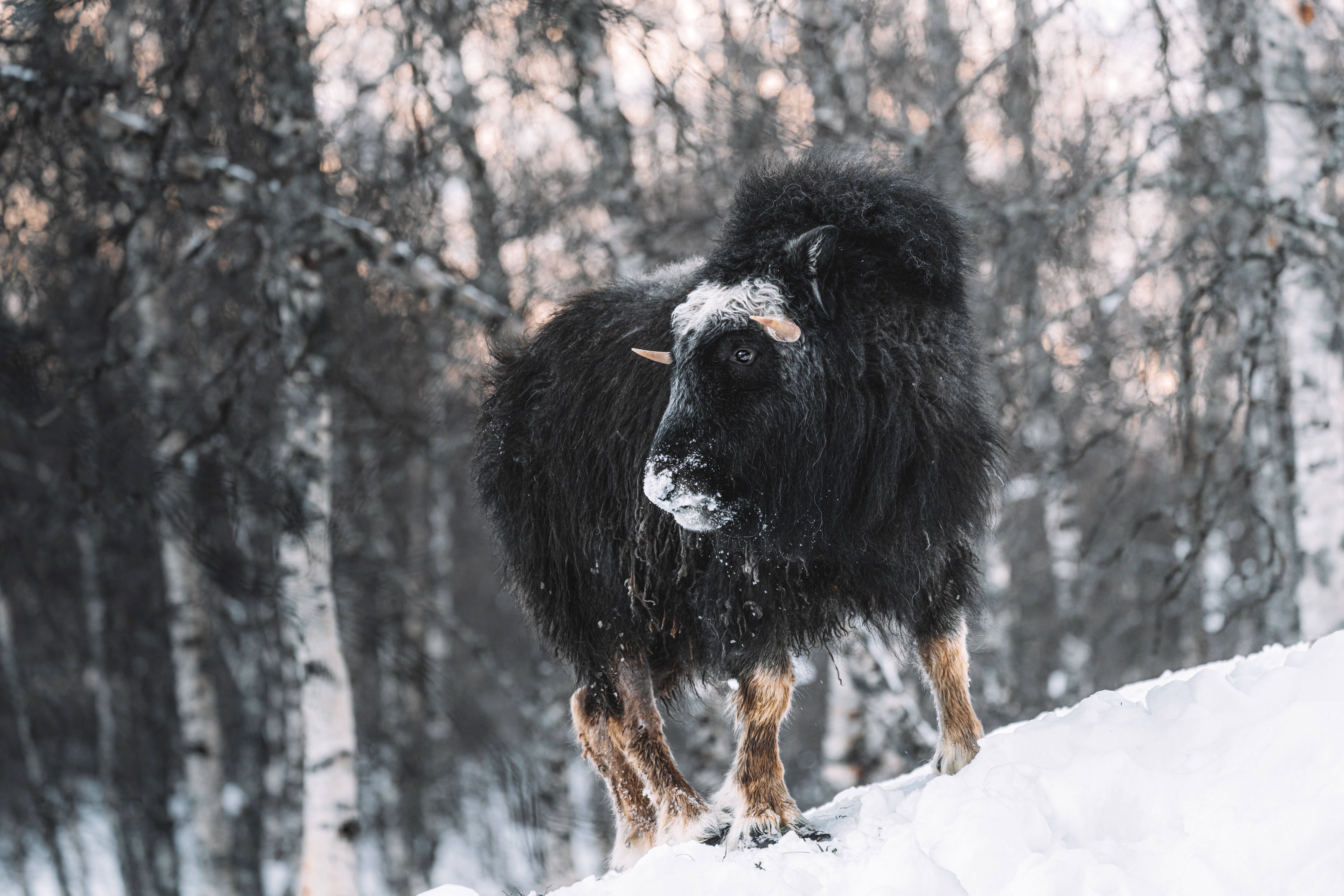Обои снег, лес, зима, взгляд, бык, бизон, snow, forest, winter, look, bull, buffalo разрешение 9504x6336 Загрузить