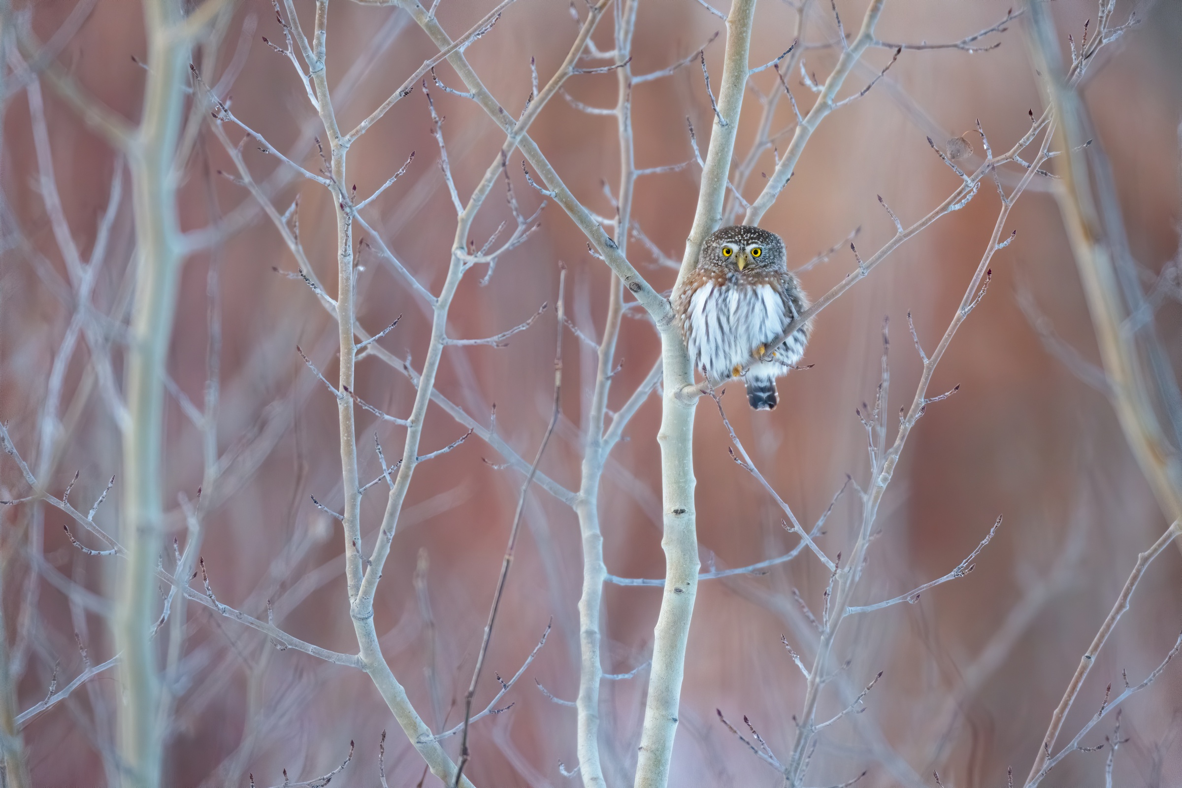 Обои сова, дерево, ветки, птица, сыч, owl, tree, branches, bird разрешение 2400x1600 Загрузить