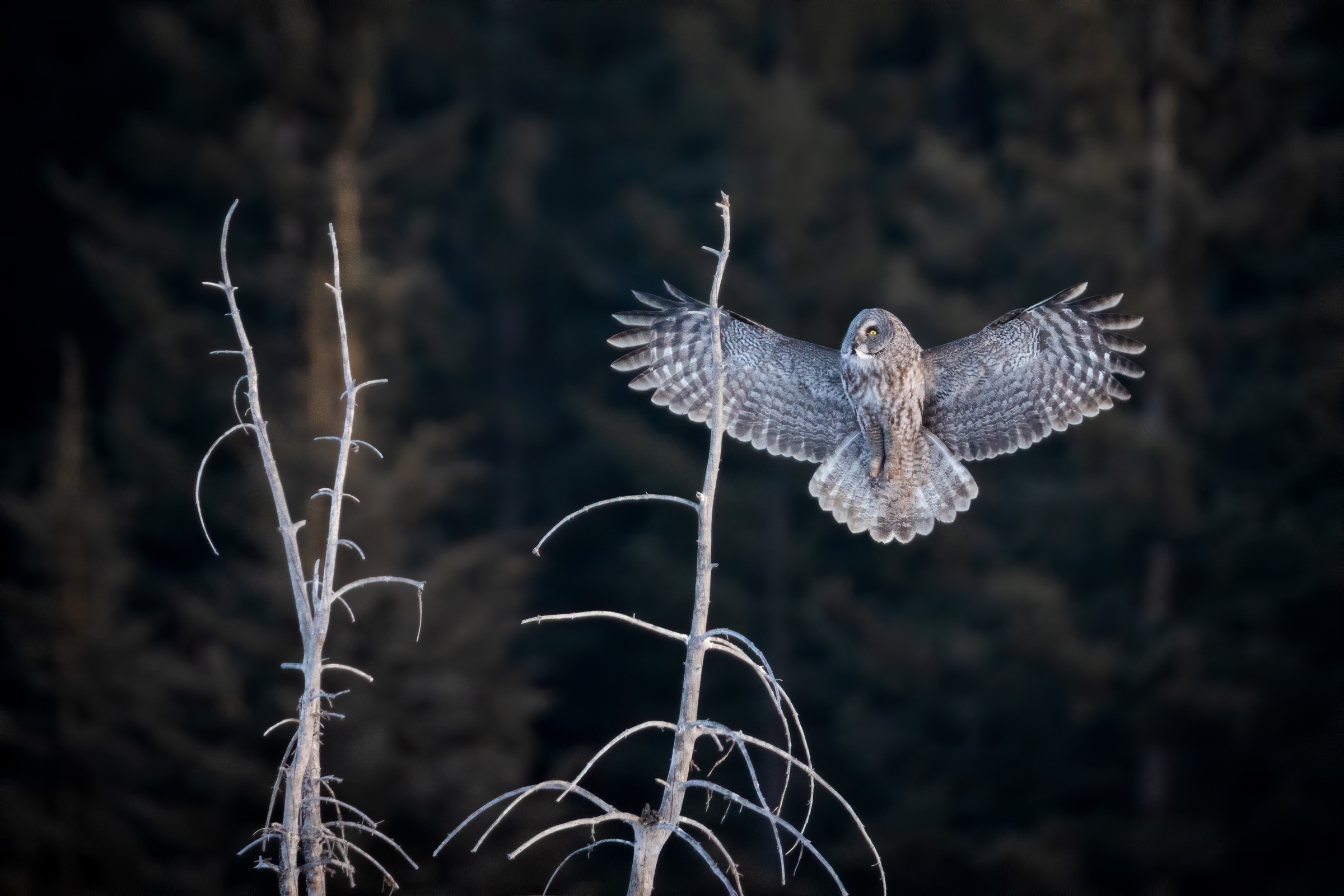 Обои сова, лес, полет, ветки, птица, темный фон, неясыть, owl, forest, flight, branches, bird, the dark background разрешение 2400x1600 Загрузить