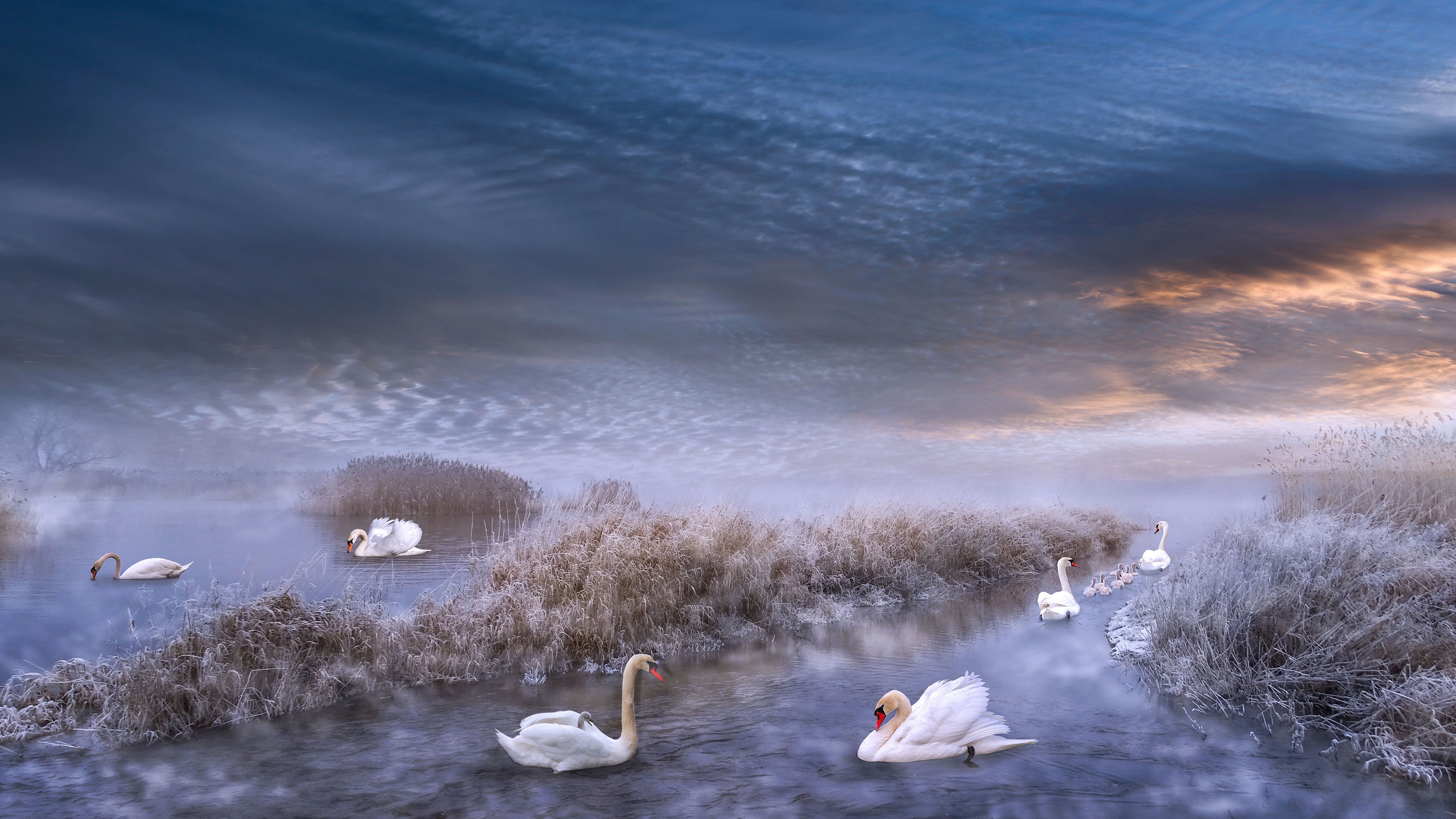 Обои зима, иней, водоем, рендеринг, лебеди, winter, frost, pond, rendering, swans разрешение 3840x2160 Загрузить