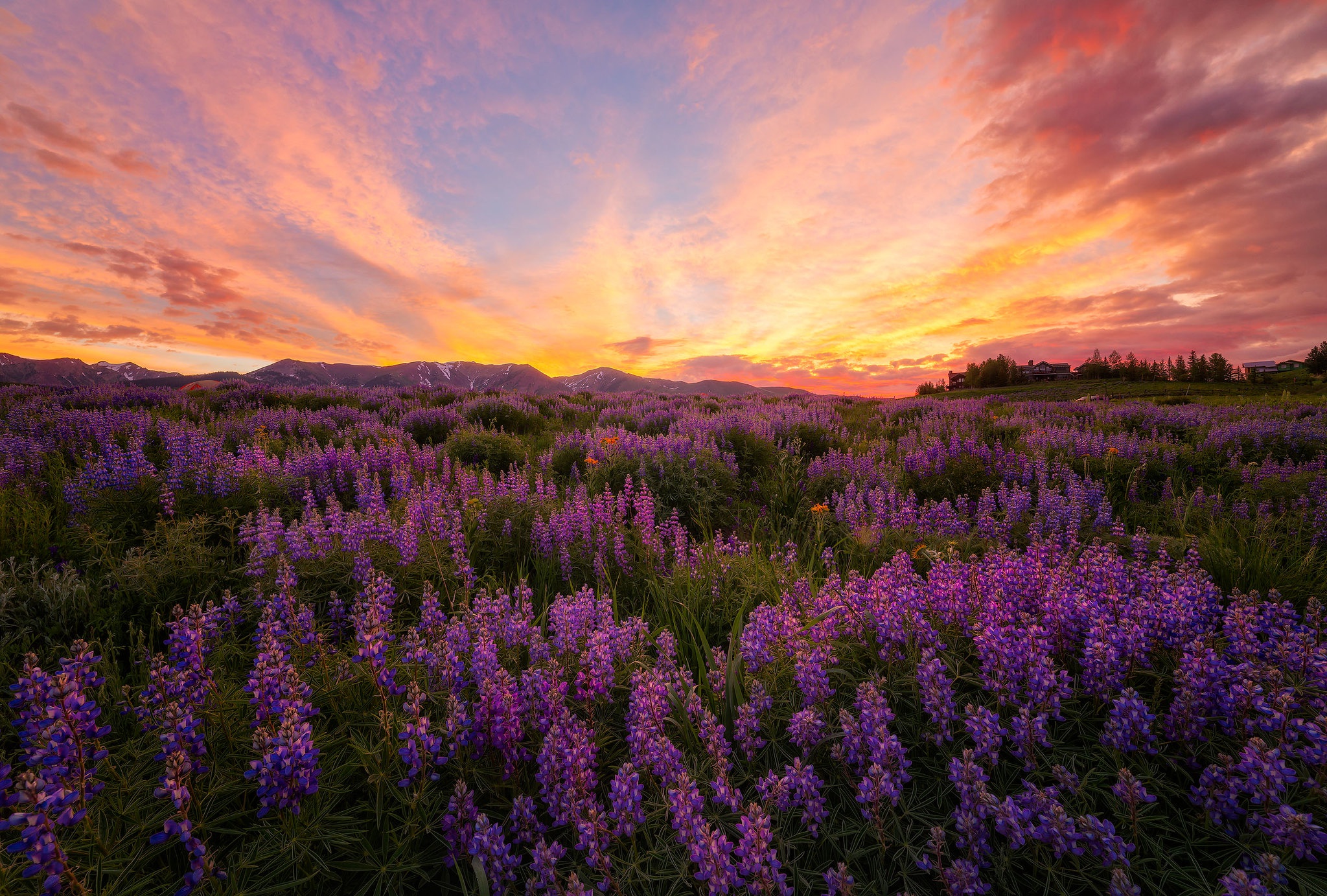 Обои цветы, луг, люпины, flowers, meadow, lupins разрешение 2048x1383 Загрузить